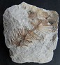 Asterophyllites Equisetiformis  Spain. Uploaded by Granotius